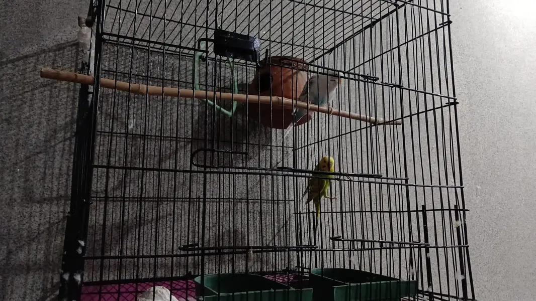 BUJIE PARROT FOR SALE — photo 3