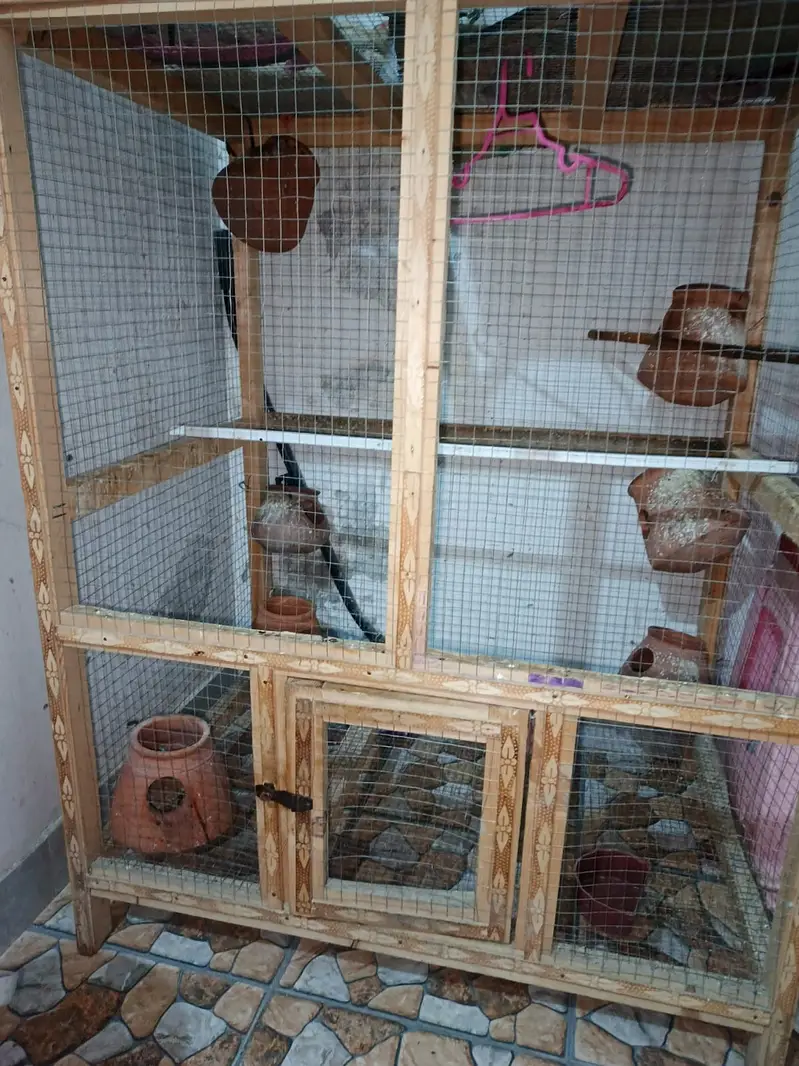 Hen cage, pingra. Wooden cage. Big size cage, parrots cage, Australia — photo 2
