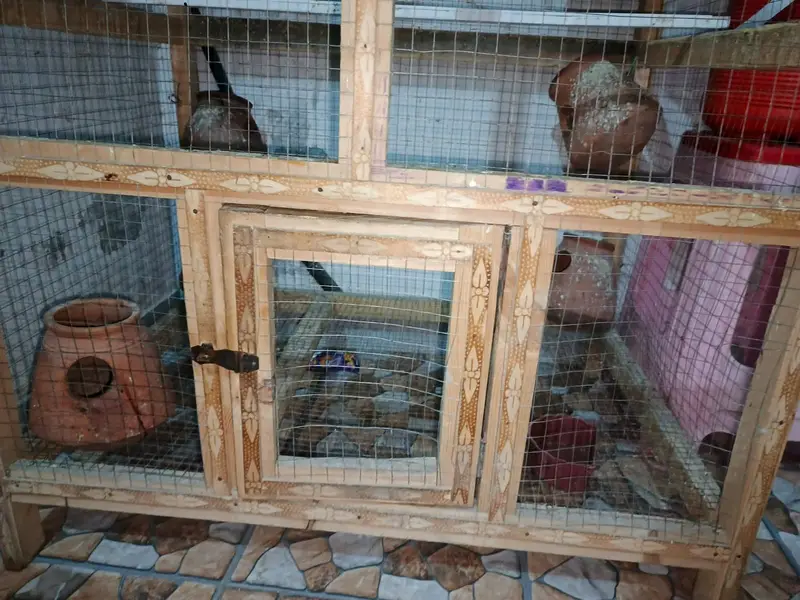 Hen cage, pingra. Wooden cage. Big size cage, parrots cage, Australia — photo 4