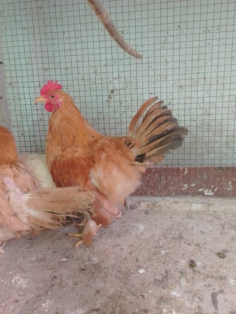 Fancy Male/Cock 1
