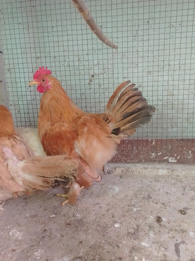 Fancy Male/Cock — photo 2