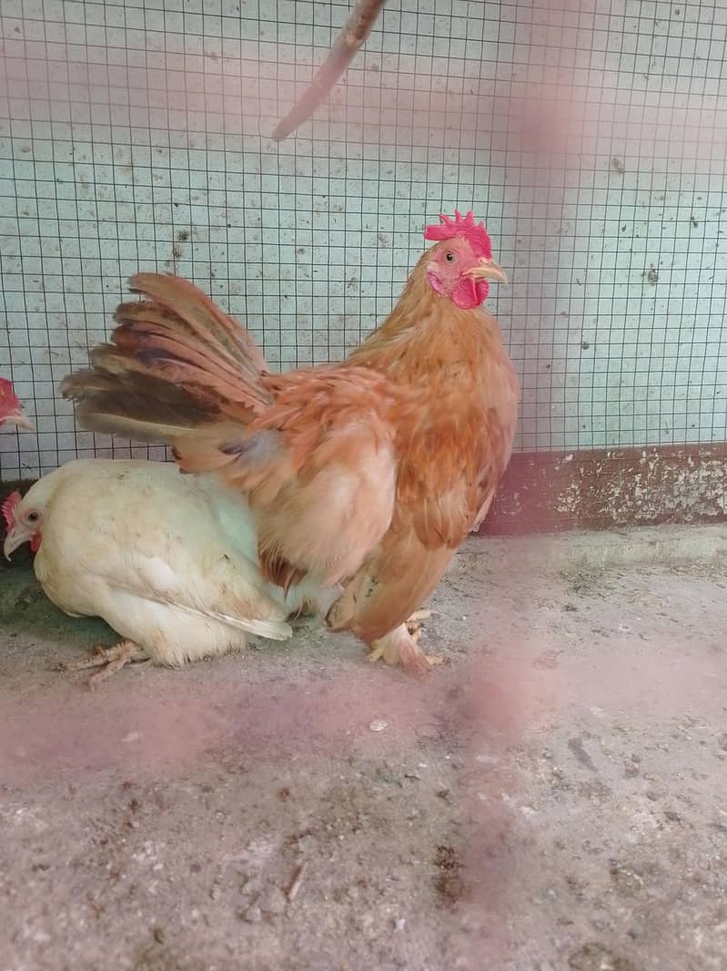 Fancy Male/Cock 2
