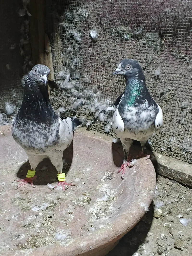 high flyer pairs — photo 3