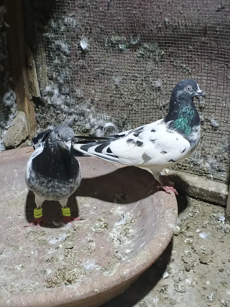 high flyer pairs — photo 6