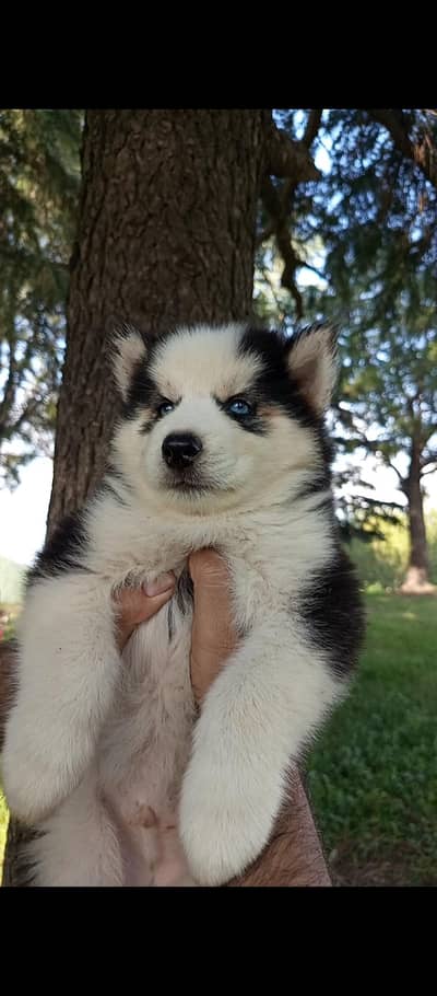 husky puppy high quality WhatsApp 03485816804