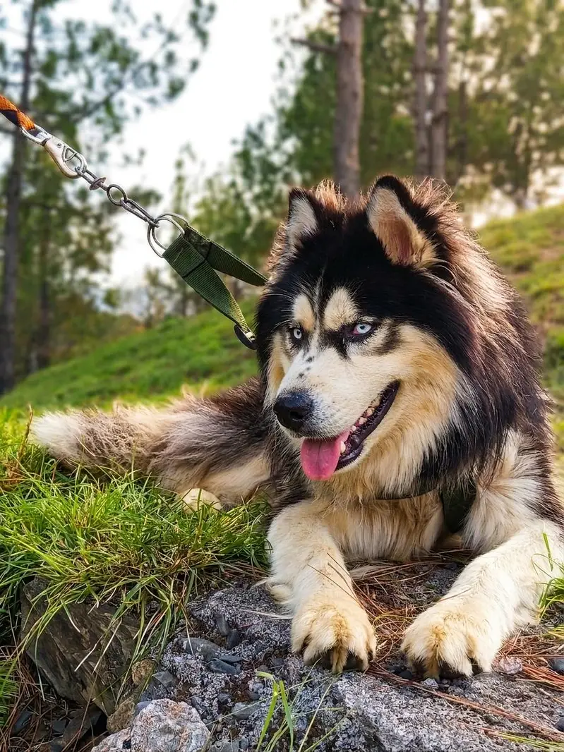 husky puppy high quality WhatsApp 03485816804 — photo 7