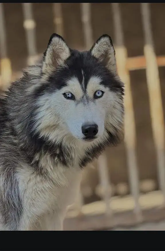 husky puppy high quality WhatsApp 03485816804 — photo 8