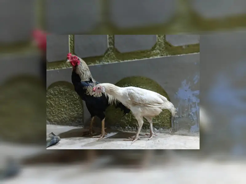 aseel morga and morgi — photo 4