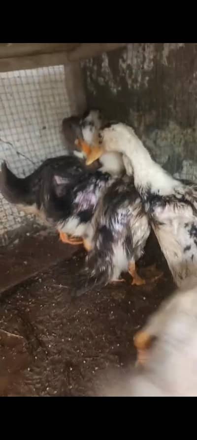 5 piece small ducks available