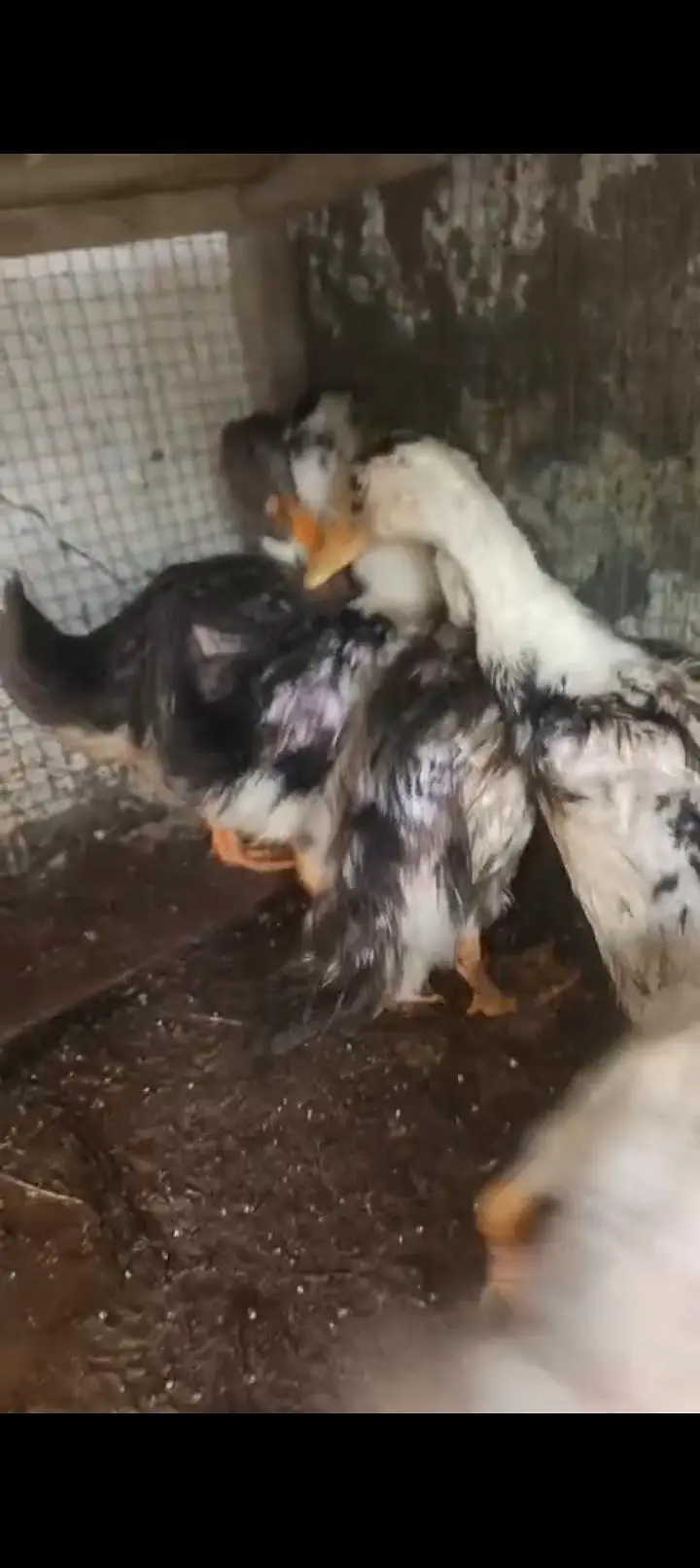 5 piece small ducks available