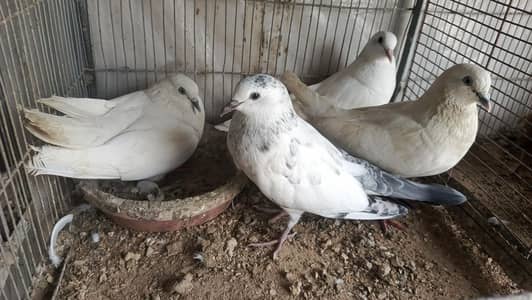 Wehshi kabootar pigeon