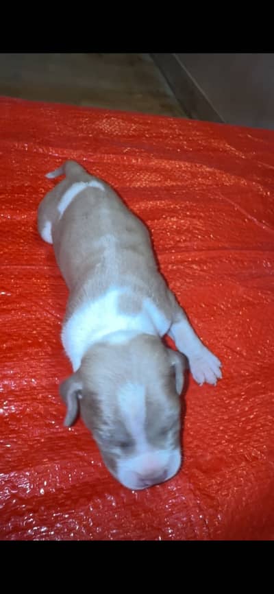 American bullies