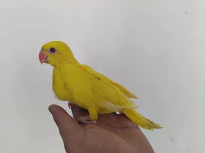 blue and yellow parrot chicks
