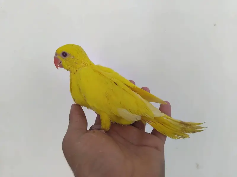 blue and yellow parrot chicks — photo 2