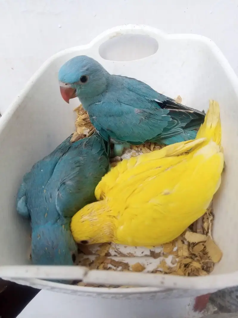 blue and yellow parrot chicks — photo 3