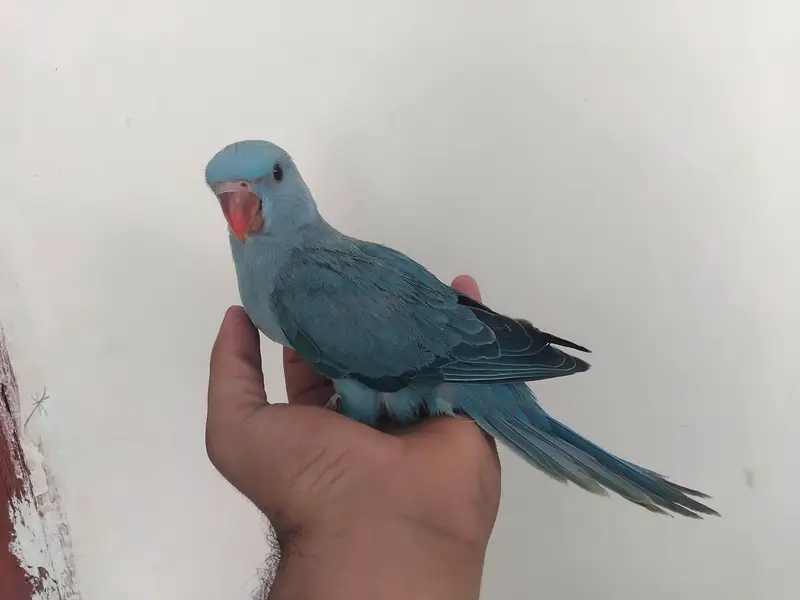 blue and yellow parrot chicks — photo 4