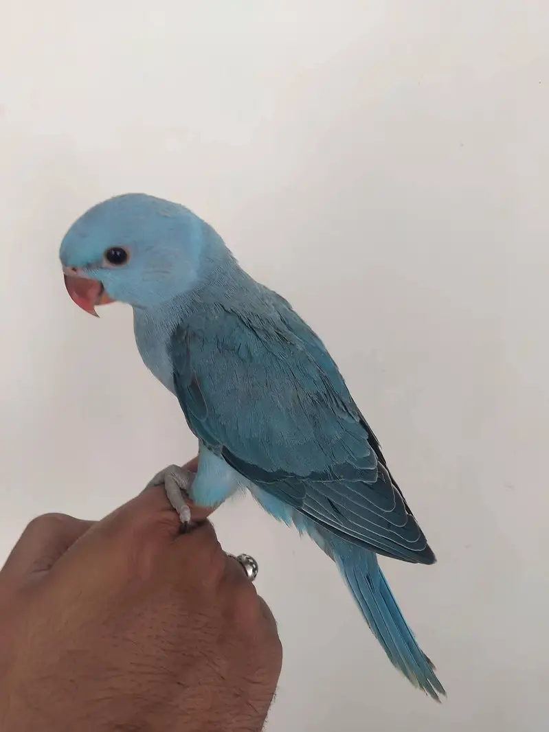blue and yellow parrot chicks — photo 5