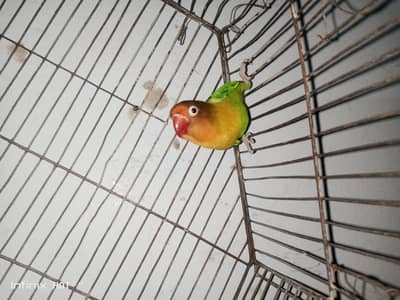 love birds