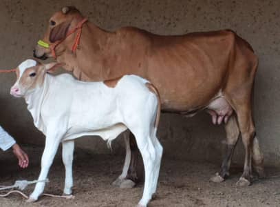 for sale cow