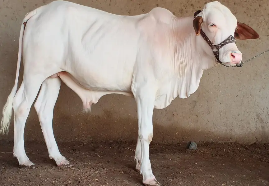 for sale cow — photo 2