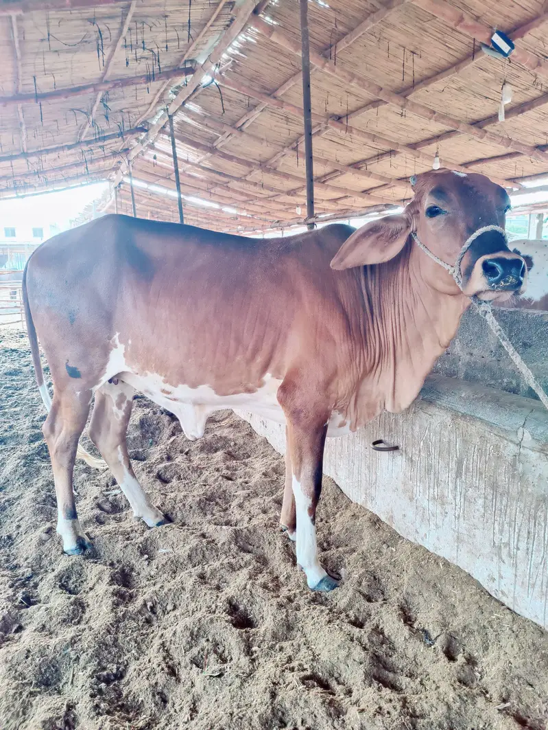 for sale cow — photo 3