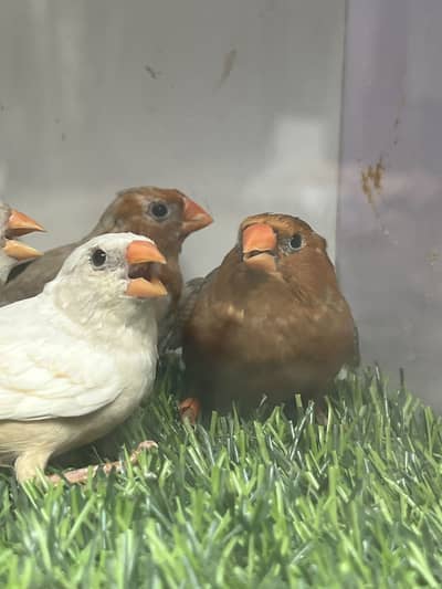 Finches Orange Muration