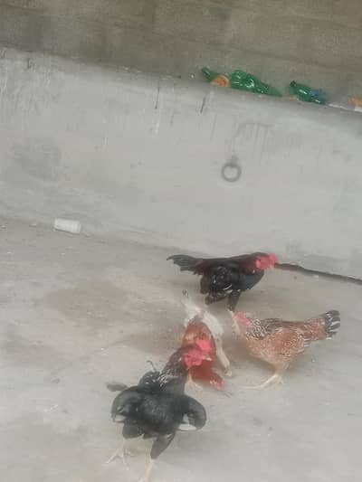 Adseel hens or murgy