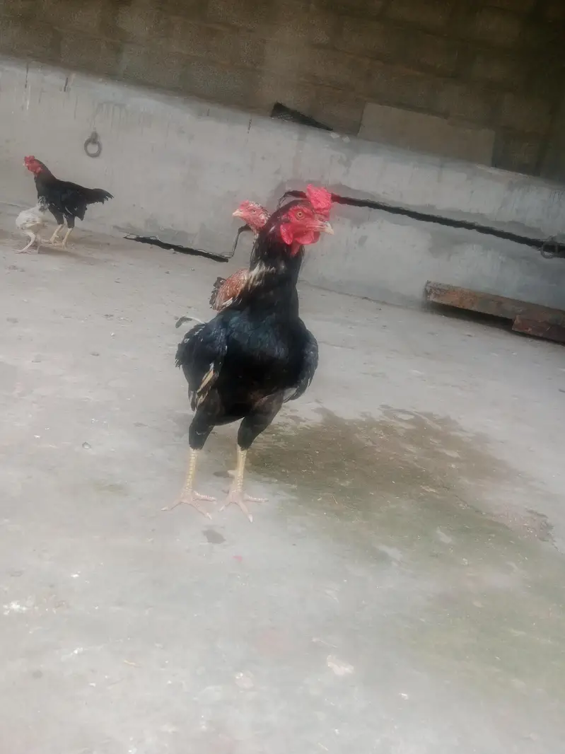 Adseel hens or murgy — photo 2