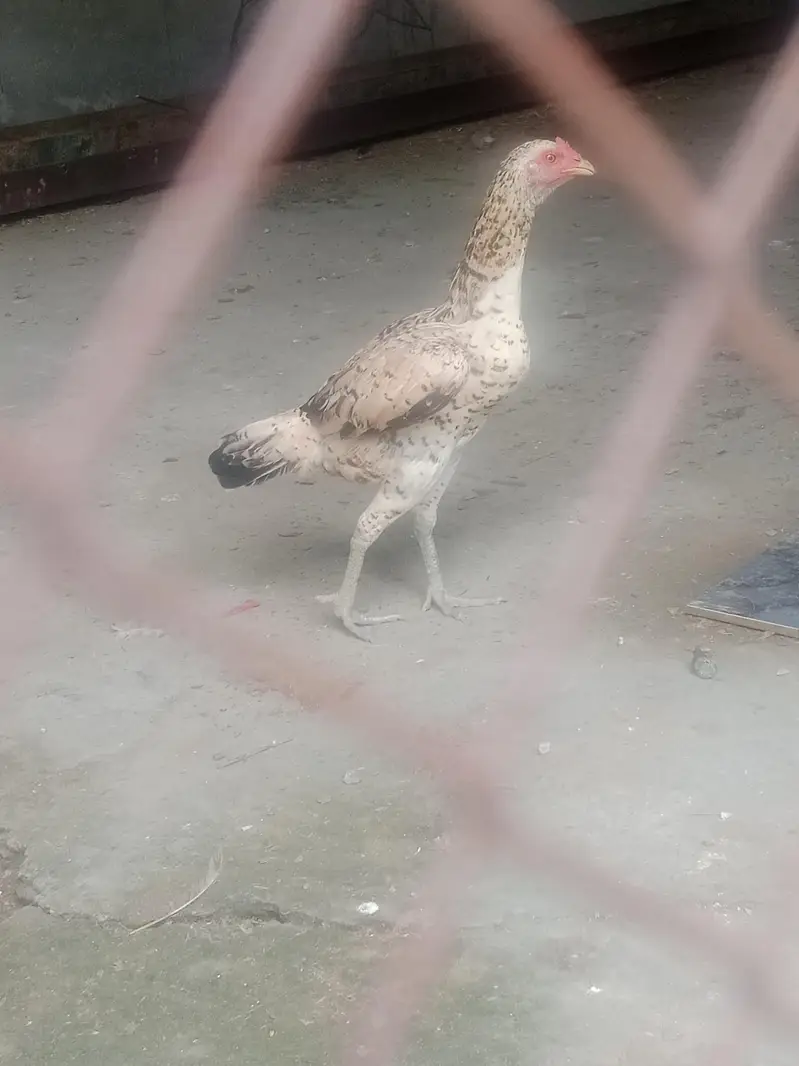 Adseel hens or murgy — photo 3