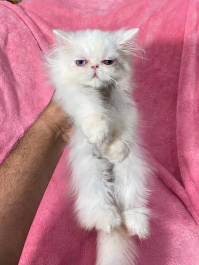 Odd Eye color Persian kitten in Peke Peki Piki face