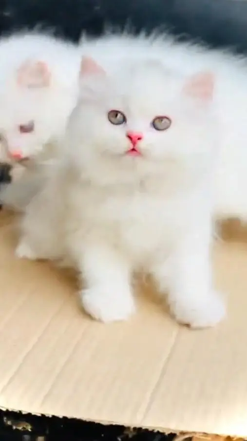 (Persian female kitten) (for sale all) (Pakistan delivery available) — photo 2