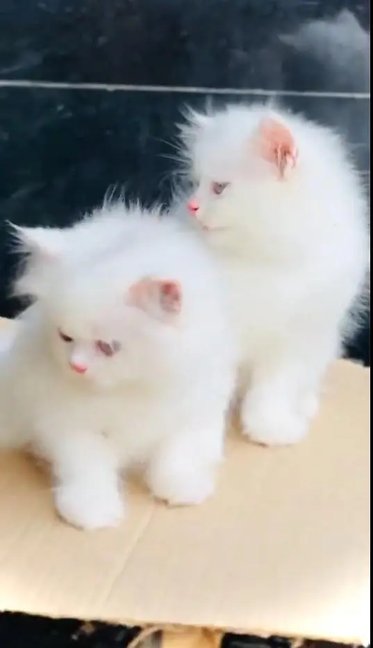 (Persian female kitten) (for sale all) (Pakistan delivery available) — photo 3