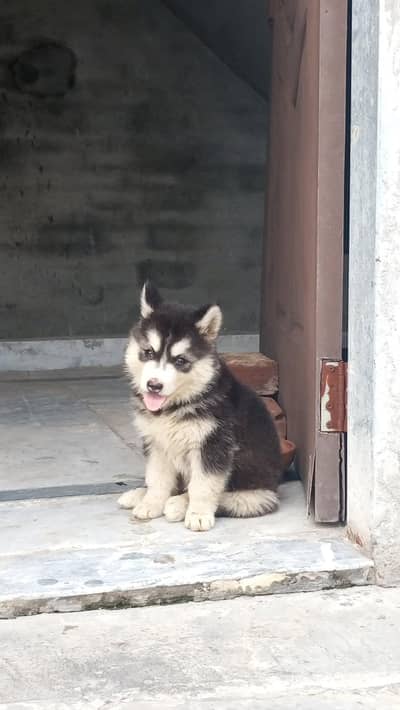 husky