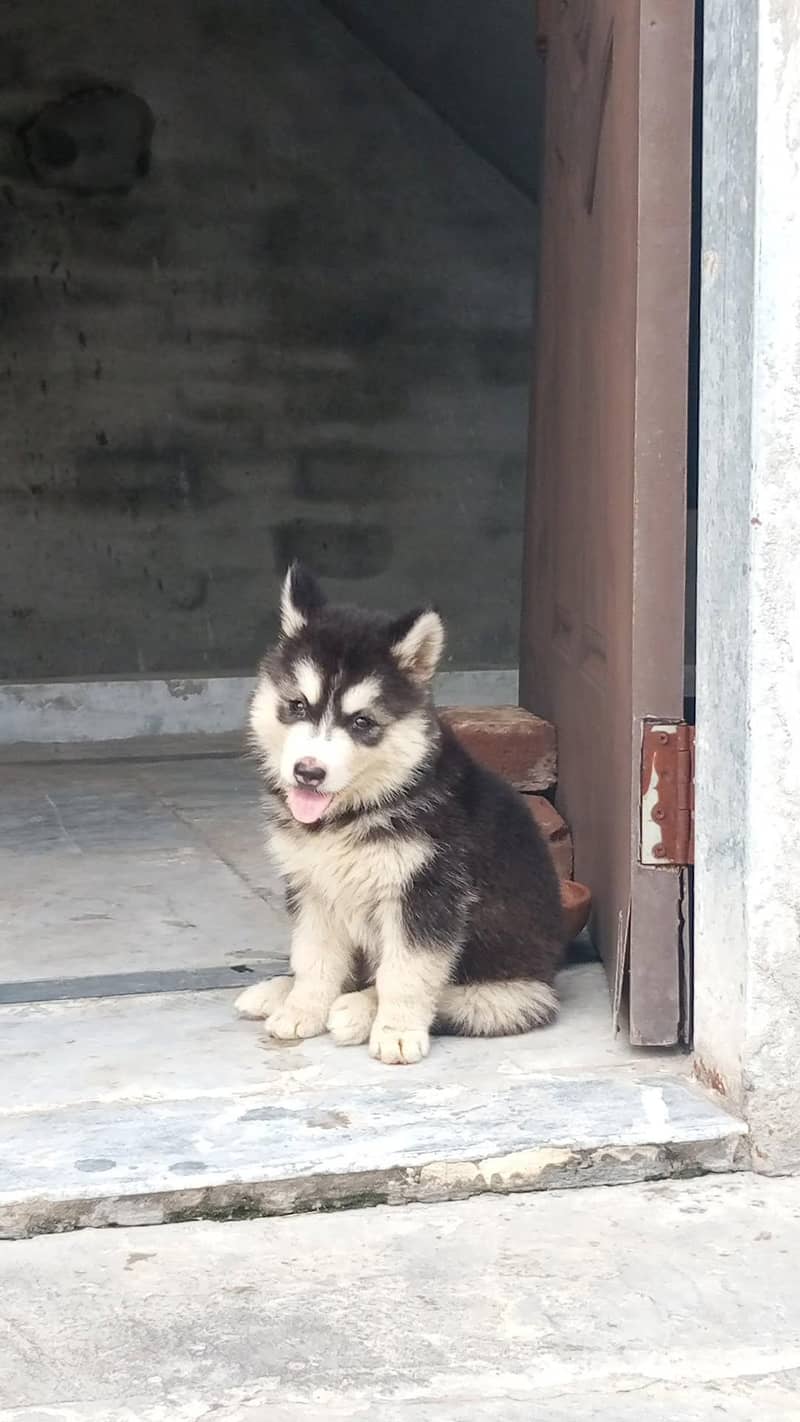 husky 0