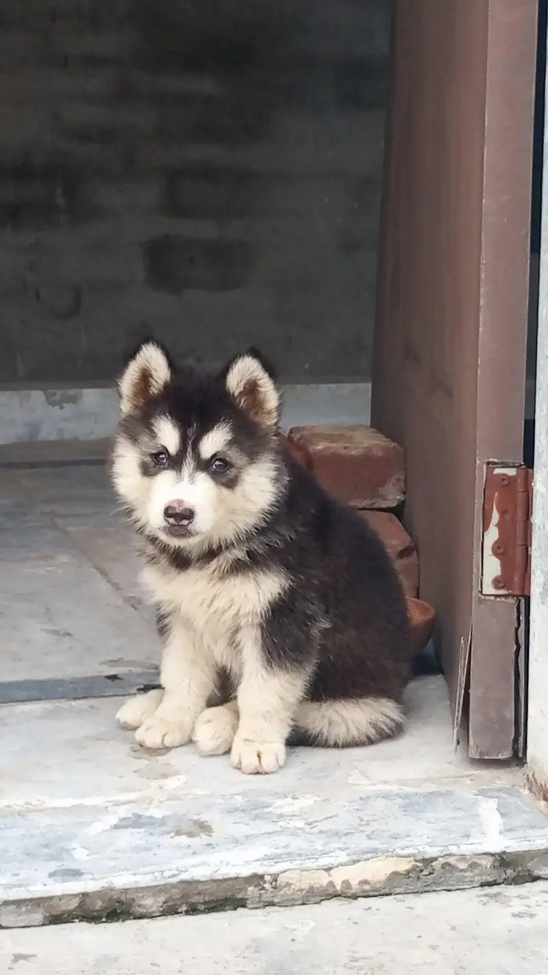 husky — photo 2