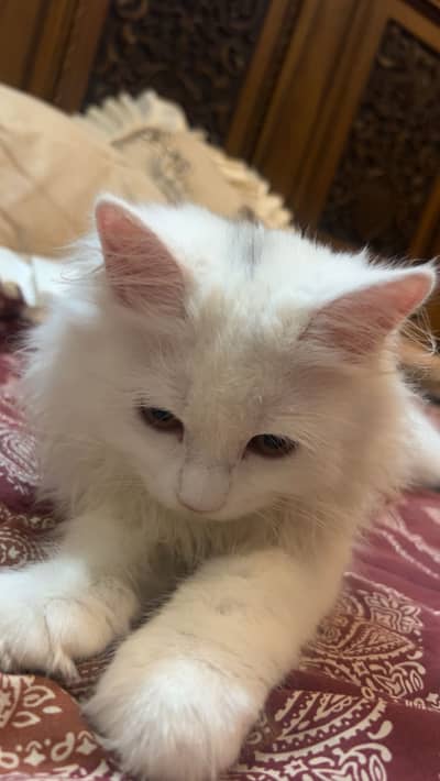 triple coat white persian male 5 manth healthy doll face healthy 