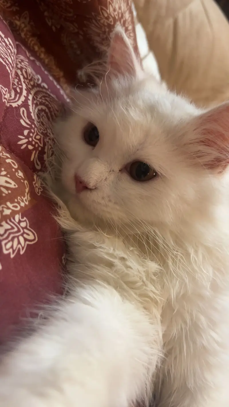 triple coat white persian male 5 manth healthy doll face healthy  — photo 2