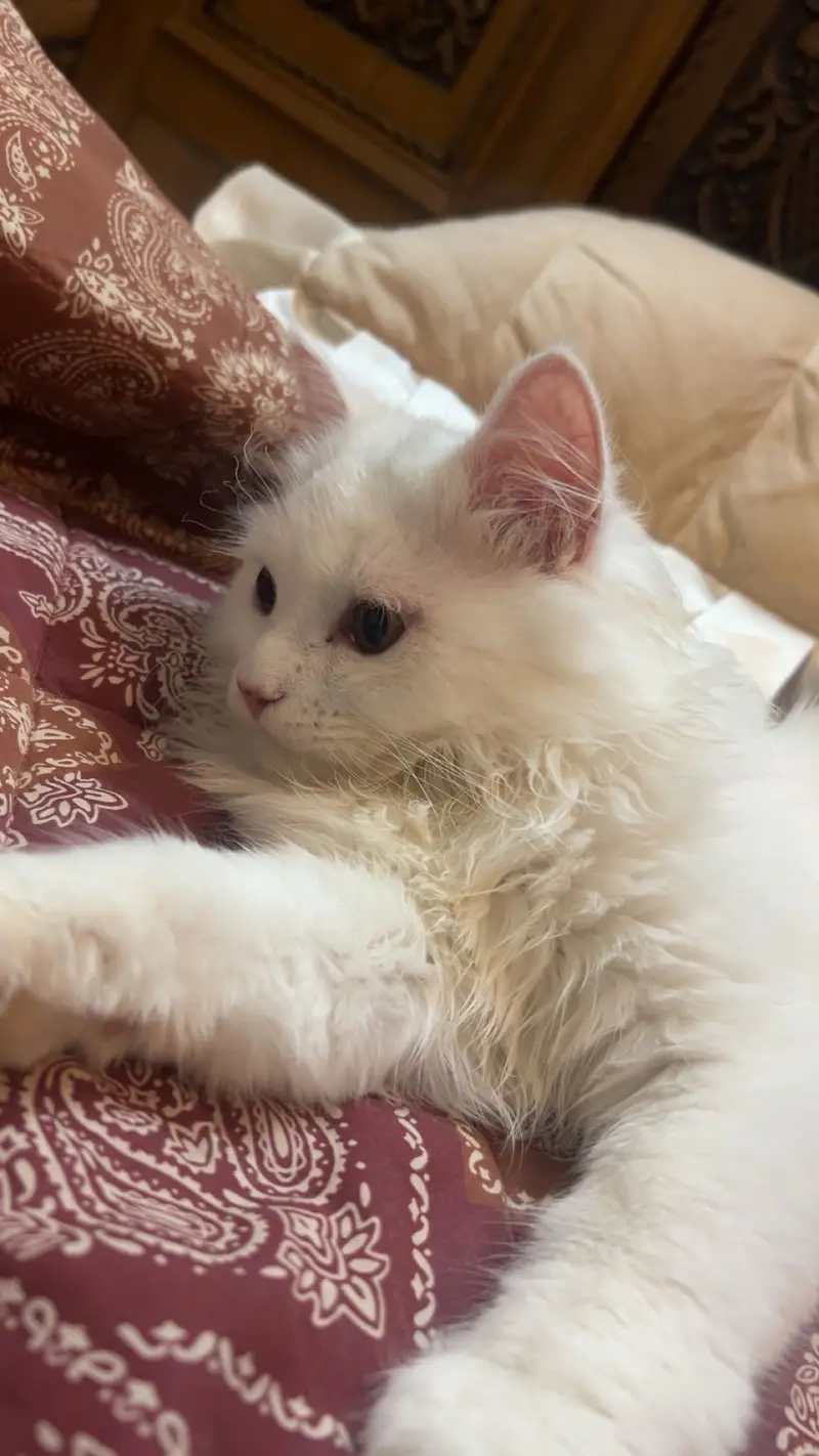 triple coat white persian male 5 manth healthy doll face healthy  — photo 3