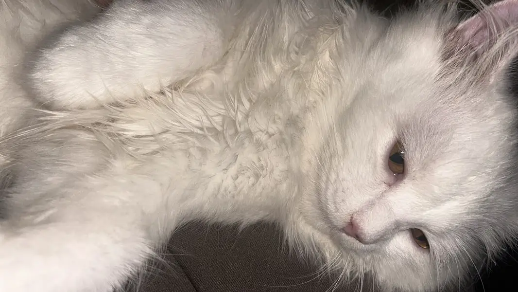 triple coat white persian male 5 manth healthy doll face healthy  — photo 4