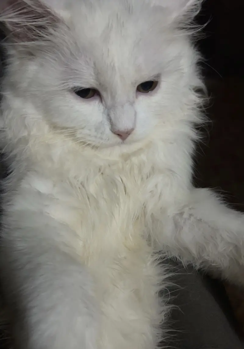 triple coat white persian male 5 manth healthy doll face healthy  — photo 5