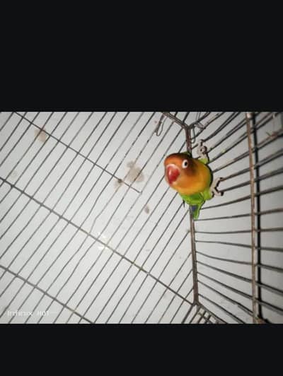 love birds available. . . .