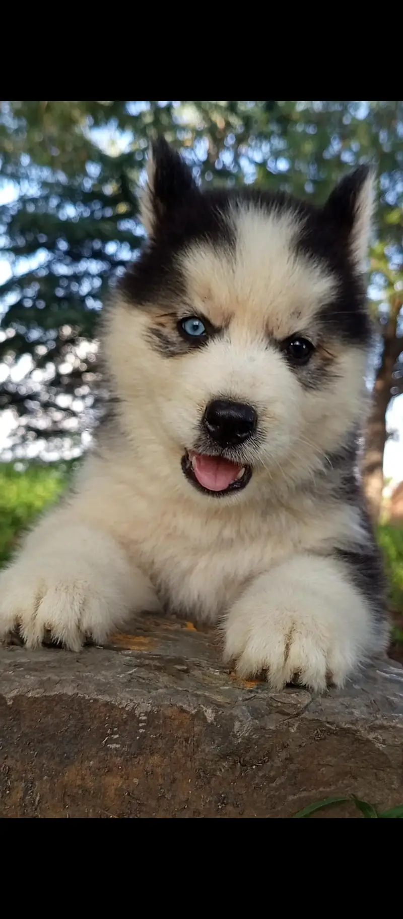 husky puppy WhatsApp 03485816804 — photo 2