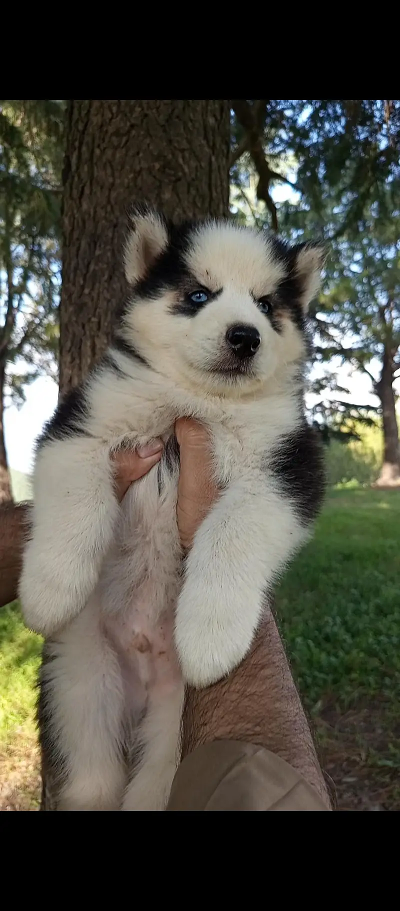 husky puppy WhatsApp 03485816804 — photo 3