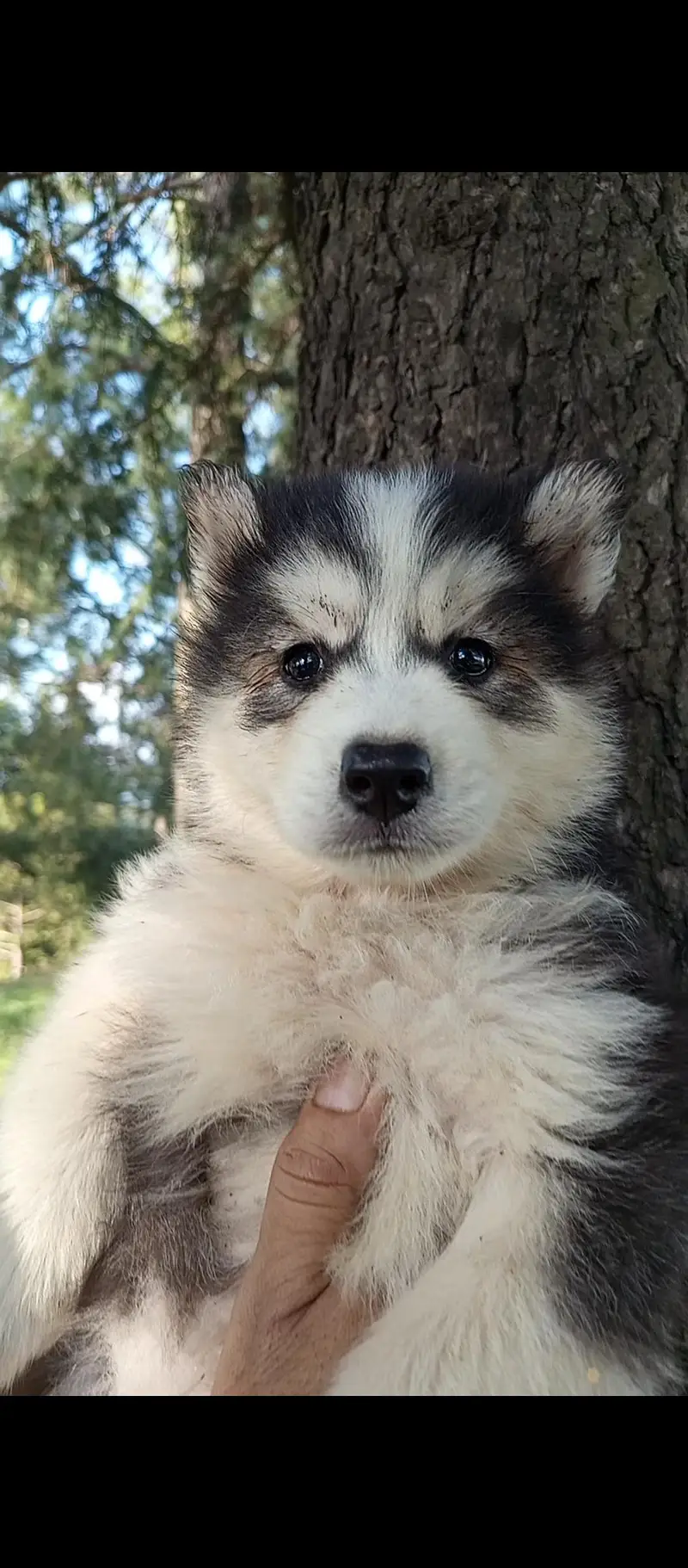 husky puppy WhatsApp 03485816804 — photo 4
