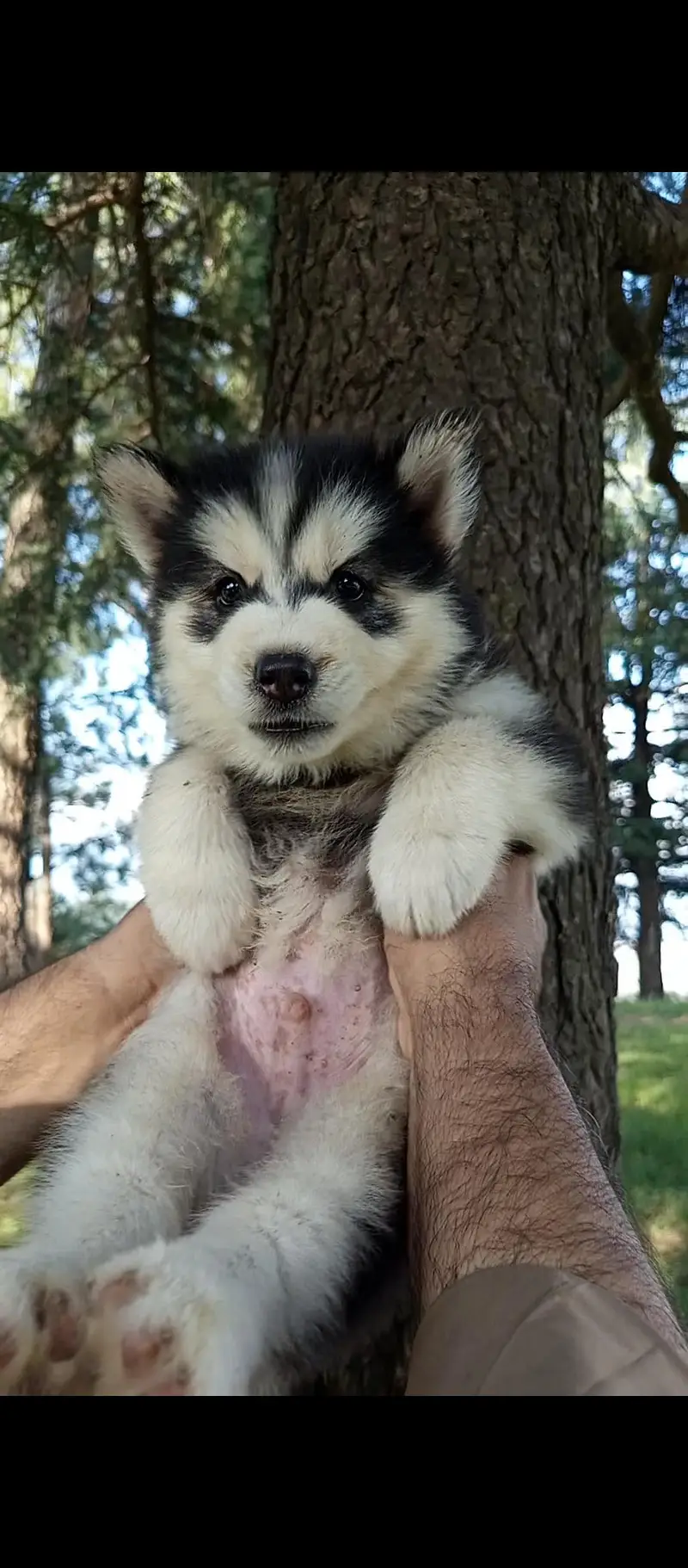 husky puppy WhatsApp 03485816804 — photo 5