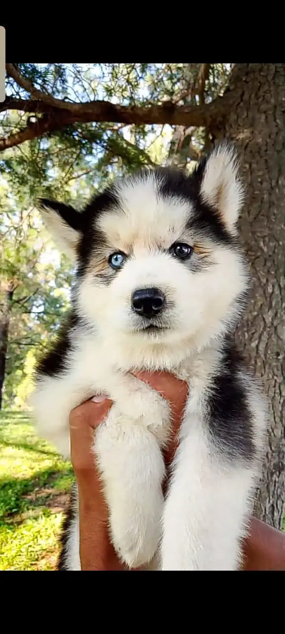 husky puppy WhatsApp 03485816804 — photo 6