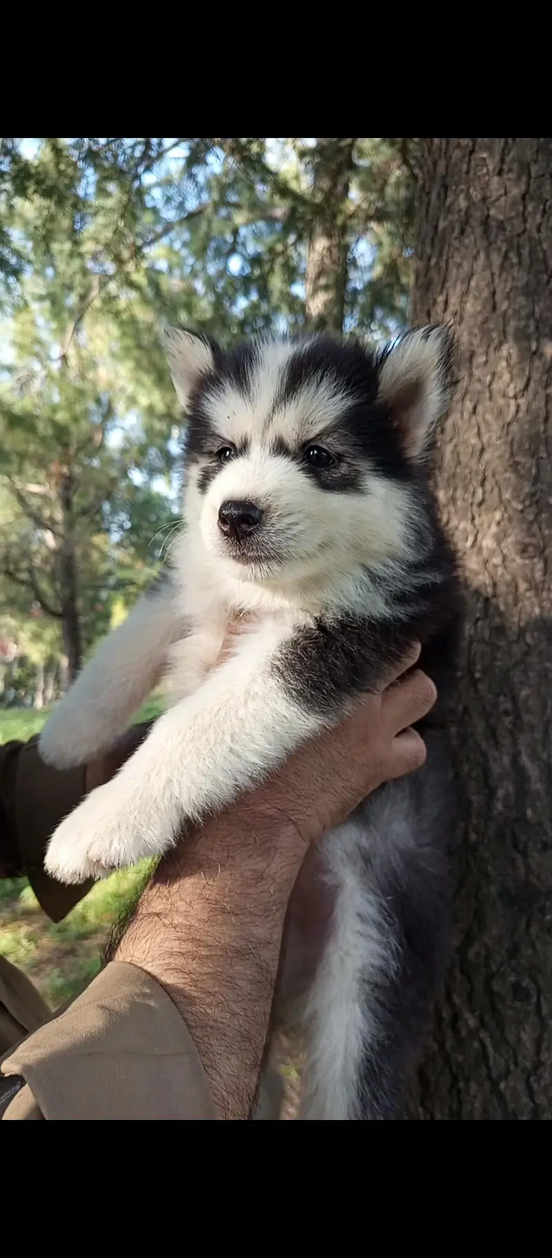 husky puppy WhatsApp 03485816804 — photo 7