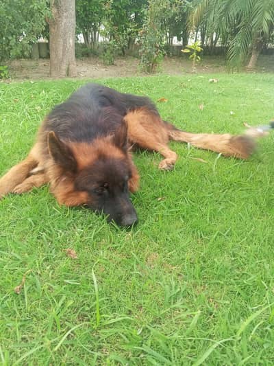 Long Coat German Shepherd Puppies for Sale