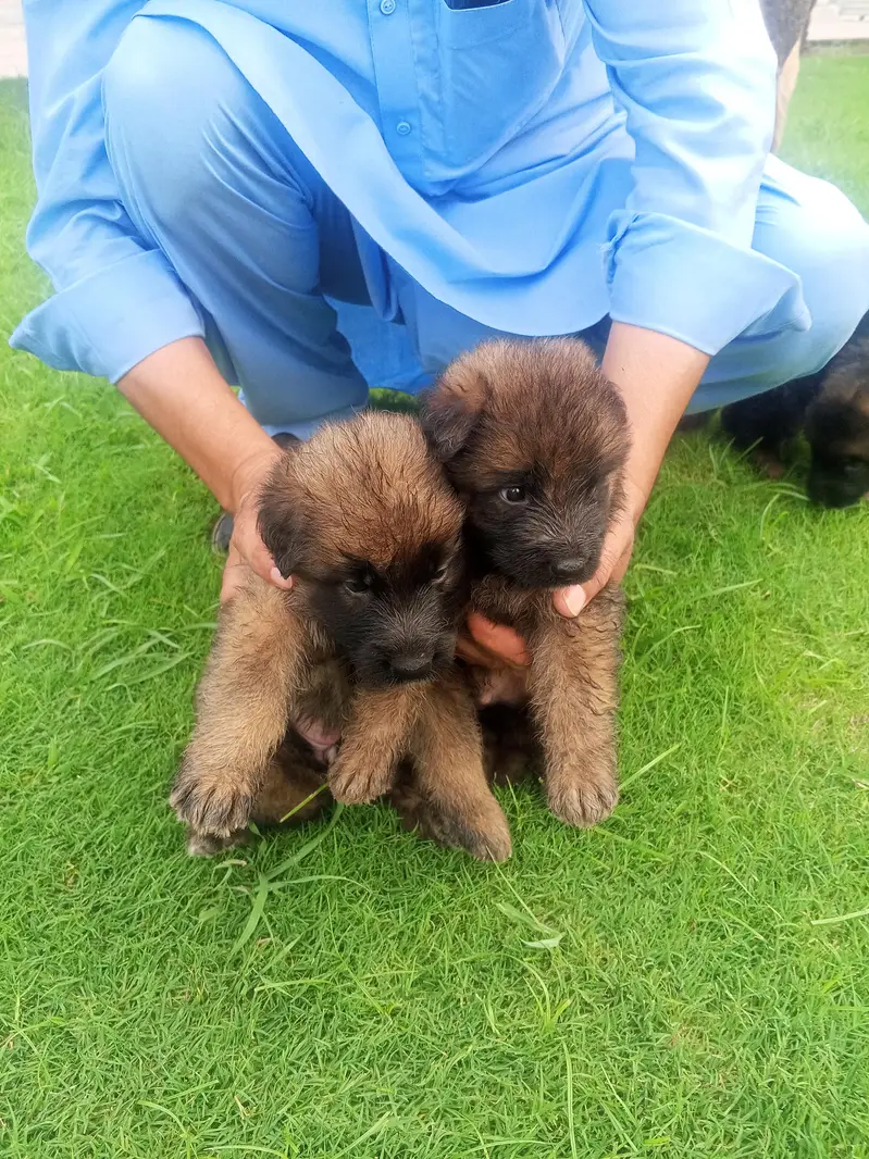 Long Coat German Shepherd Puppies for Sale — photo 2