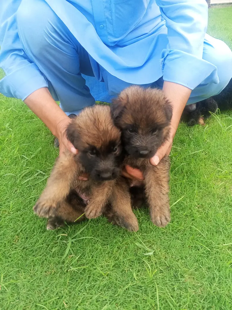 Long Coat German Shepherd Puppies for Sale — photo 3